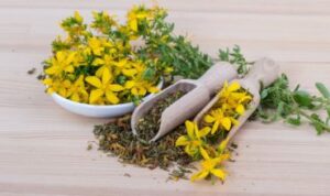 display of the herb St. John's wart as a fresh herb and ground for a health supplement on a table top