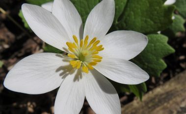 bloodroot flower close up for herbal flower promotion